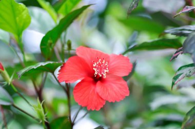 Çin gülü veya Hibiscus veya Hibiscus rosa sinensis veya Hibisceae veya Malvaceae, kırmızı amber çiçeği veya kırmızı çiçek