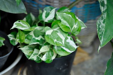 Epipremnum aureum veya Epipremnum aureum Linden ve Andre G S Bunting, ARACEAE veya bicolor bitki veya iki renkli yaprak