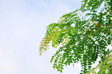 Albizia procera veya Albizia procera Roxb Benth bitki ve gökyüzü arkaplanı