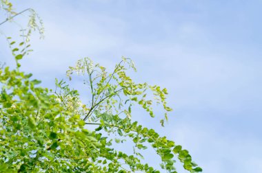 Albizia procera veya Albizia procera Roxb Benth bitki ve gökyüzü arkaplanı