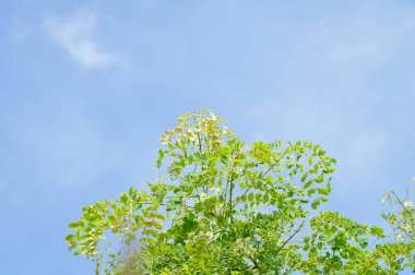 Albizia procera veya Albizia procera Roxb Benth bitki ve gökyüzü arkaplanı