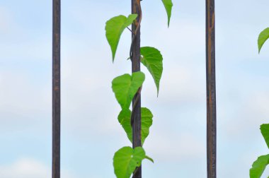 bindweed, unwanted flora or weed on the fence or climbing weed clipart