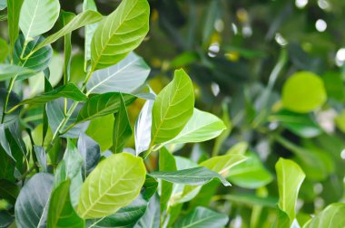 Artocarpus heterophyllus Lam, Heterofilla ya da Jackfruit ya da Jackfruit ağacı ya da Jackfruit yaprakları ya da yeşil yapraklar
