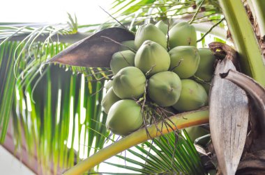 coconut tree or Cocos nucifera L , ARECACEAE and coconut seed on the tree clipart