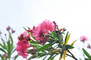 Nerium oleander, APOCYNACEAE or APOCYNOIDEAE or Nerium indicum Mill or Nerium odorum Aiton or Nerium oleander L or Oleander or Rose Bay or Sweet Oleander and sky background or white background clipart