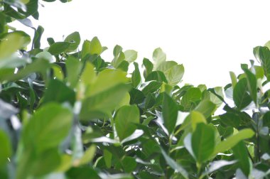 Artocarpus heterophyllus Lam, A heterophylla or jackfruit or jackfruit tree or jackfruit leaves and white background or sky background clipart