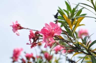 Neryum zakkum, APOCYNACEAE veya APOCYNOIDEAE veya Nerium indicum Mill veya Nerium odorum Aiton veya Nerium zakkum L veya Oleander veya Rose Bay veya Sweet Oleander ve gökyüzü arka planı veya beyaz arkaplan