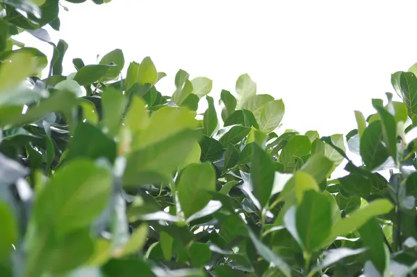 Stock image Artocarpus heterophyllus Lam, A heterophylla or jackfruit or jackfruit tree or jackfruit leaves and white background or sky background