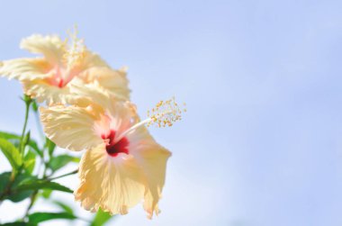 Chinese rose or Hibiscus or Hibiscus rosa sinensis or Hibisceae or Malvaceae , yellow hibiscus flower or cream flower or beige flower clipart