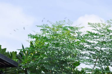 Cork tree, Indian cork tree or Millingtonia hortensis Linn or BIGNONIACEAE or small Cork tree and sky background clipart