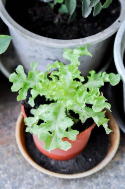 Çiçek saksısında marul ya da yeşil meşe marulu ya da sebze ya da sebze yetiştirmek.