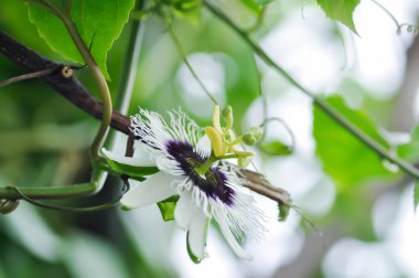 passion fruit flower on passion fruit plant, Passiflora edulis or Passionfruit or Maracuja flower clipart