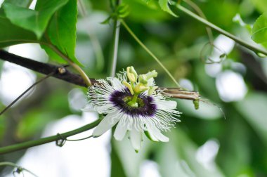 passion fruit flower on passion fruit plant, Passiflora edulis or Passionfruit or Maracuja flower clipart