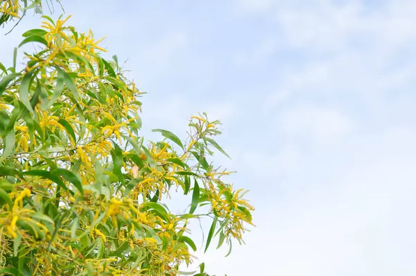 stock image Acacia auriculiformis or Auri, Earleaf acacia or Earpod wattle or Northern black wattle or Papuan wattle or Tan wattle or akas and flower on the tree or yellow flowers