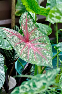 Caladium, Caladium Bicolor Vent veya Caladium bicolor veya pembe yaprak