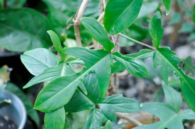 Philodendron pedatum Neşeli Eller veya ARACEAE, Philodendron bahçede bitki