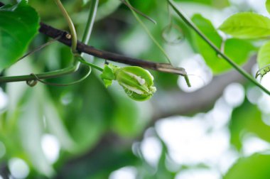 Çarkıfelek meyveli meyve, Passiflora edulis veya çarkıfelek meyvesi veya meyve bahçesinde Maracuja