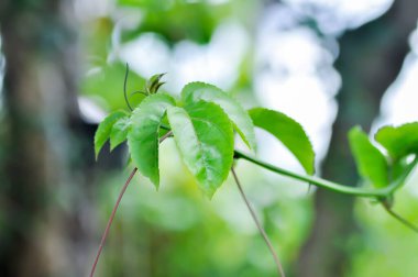 passion fruit plant, Passiflora edulis or Passionfruit or Maracuja plant in the orchard clipart