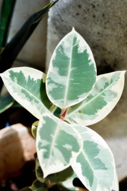 Decora Tree, Indian Rubber Tree or Rubber Plant or Variegated Indian Rubber or Ficus elastica or Assam Rubber or bicolor leaf clipart