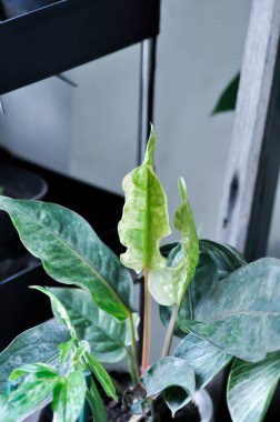 Anthurium Rönesans veya Anthurium Rönesans bitkisi veya yeni doğan yaprak