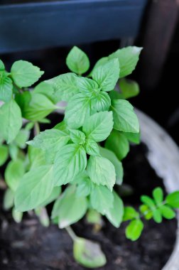 Ocimum bazilika linn, Sweet Basil or Thai Basil veya LABIATAE veya LAMIACEAE bitkileri saksıda