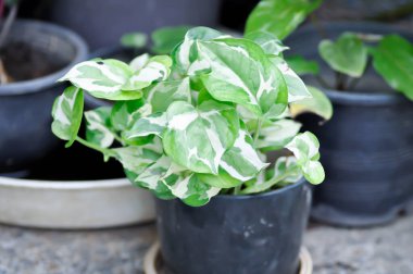 Epipremnum aureum, Epipremnum aureum Linden ve Andre veya bicolor bitkisi