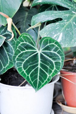 Anthurium clarinervium, Anthurium crystallinum veya Anthurium hybrid veya kalp yaprağı