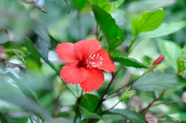 Çin gülü veya Hibiscus veya Hibiscus rosa sinensis veya Hibisceae veya Malvaceae, kırmızı amber çiçeği veya kırmızı çiçek