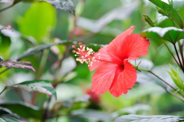 Çin gülü veya Hibiscus veya Hibiscus rosa sinensis veya Hibisceae veya Malvaceae, kırmızı amber çiçeği veya kırmızı çiçek