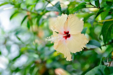 Çin gülü veya Hibiscus veya Hibiscus rosa sinensis veya Hibisceae veya Malvaceae, sarı amber çiçeği veya krem rengi çiçek veya bej çiçeği