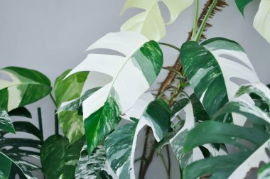 Epipremnum, Epipremnum Pinnatum Variegata veya Epipremnum pinnatum duvarda çeşitli albo çeşitleri