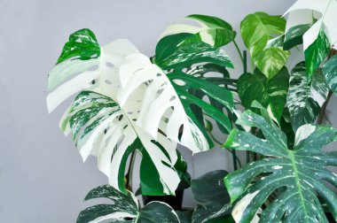 Monstera Albo veya Monstera, Hurricane plant veya Swiss cheese veya bicolor Monstera veya beyaz yaprak veya yeni doğan yaprak