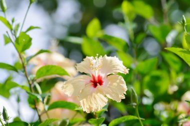Çin gülü veya Hibiscus veya Hibiscus rosa sinensis veya Hibisceae veya Malvaceae, sarı amber çiçeği veya krem rengi çiçek veya bej çiçeği