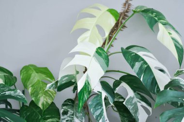 Epipremnum, Epipremnum Pinnatum Variegata veya Epipremnum pinnatum duvarda çeşitli albo çeşitleri