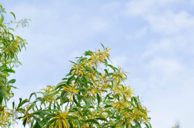 Acacia auriculiforis veya Auri, Earleaf acacacia veya Earpod wattle veya Northern black wattle veya Papuan gagası veya Tan gagası veya akas ve ağaçta çiçek veya sarı çiçekler