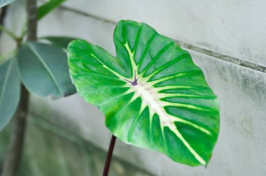 Colocasia esculenta Beyaz Lava, Colocasia Beyaz Lava veya Colocasia çeşidi, Colocasia esculenta Nancys İntikamı veya iki renkli yaprak