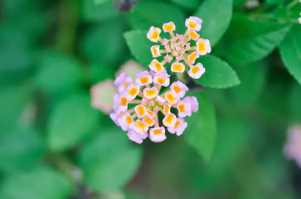 stock image Lantana camara L, Cloth of gold or Hedge flower or Lantana or Weeping lantana or White sage or VERBENACEAE or purple and yellow flower