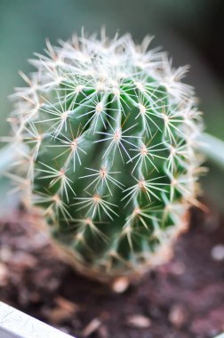Ekinopsis calochlora, Goloden Echinopsis calochlora veya kaktüs veya sulu
