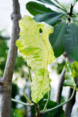 Paraiso Verde veya Philodendron paraiso verde veya yemyeşil cennet veya Philodendron paraiso ve pagoda ağacı gökyüzü arka planda veya beyaz arkaplan
