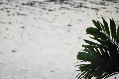 Areca palmiyesi, Areca catechu ya da ARECACEAE bitkisi akşam sahada