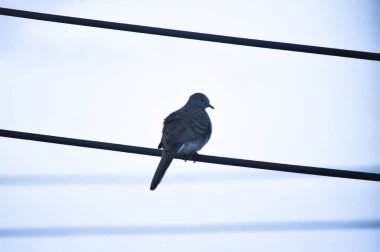 Elektrik teli ve gökyüzü arka planında bir kuş veya gökyüzü duvar kağıdı