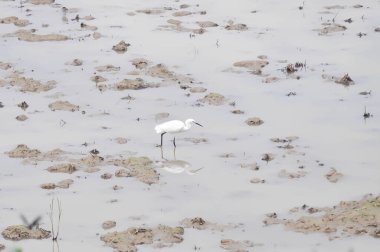 Pasifik Resifi Egret ya da Egretta Sacra Kuşu, tarlada ya da çeltik tarlasında
