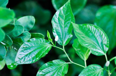 Vahşi Betel Yaprağı, Piper Sarmentosum Roxb veya Piper Lolot veya Vahşi Betel Bahçede