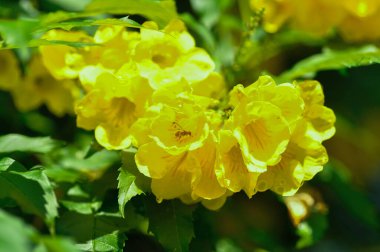 Tecoma stans, Yellow bell or Yellow older or Yellow trompet flower or BIGNONIACEAE or Trompet sarmaşığı ve yağmur damlası veya çiy damlası