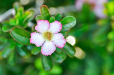 Çöl gülü, APOCYACEAE veya Adenyum obesum veya Sahte Azalea veya Pinkbignonia veya Impala zambağı veya pembe çiçek