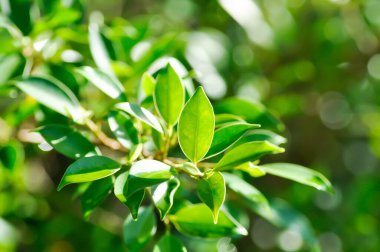 banyan ağacı ya da Ficus annulata ya da fius bengalensis bitkisi, akşam ya da sabah vakti güneş ve gökyüzü
