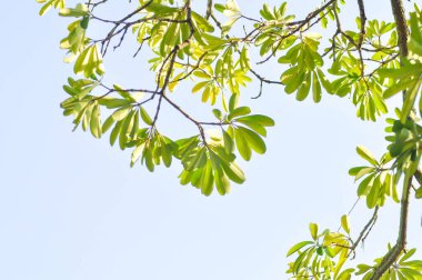 Dita, Şeytan Ağacı veya Alstonia Bursu ve gökyüzü geçmişi