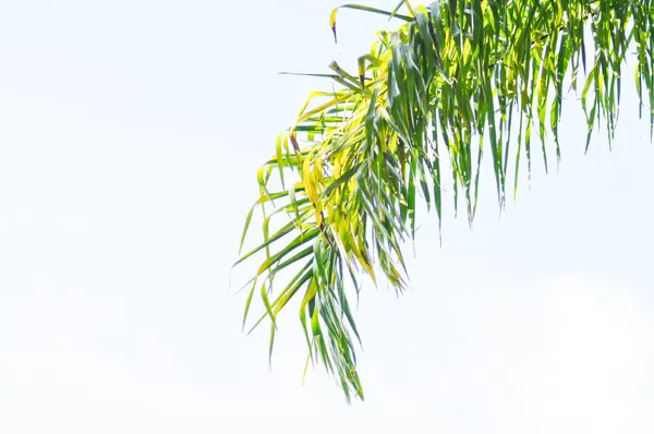 stock image Normanbya normanbyi, Wodyetia bifurcata AK Irvine or Foxtail palm or ARECACEAE or PALMAE leaves or leaves of betel palm or betel nut or leaves of palm and sky background