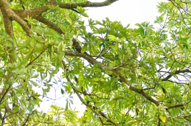 Dita, Şeytan Ağacı veya Alstonia Bursu ve gökyüzü geçmişi