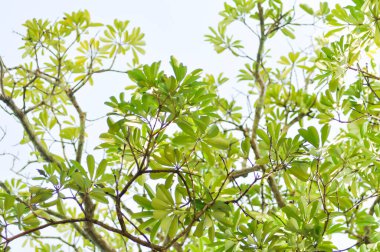 Dita, Şeytan Ağacı veya Alstonia Bursu ve gökyüzü geçmişi